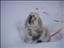 Putte-